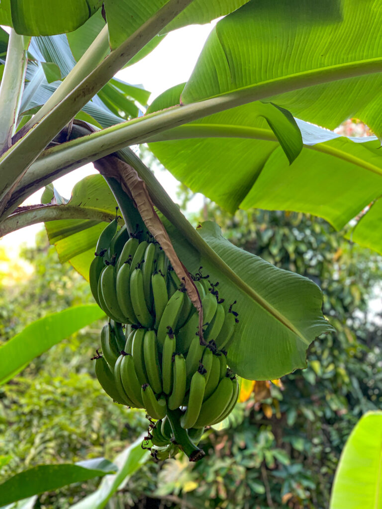 st lucia tropical fruits