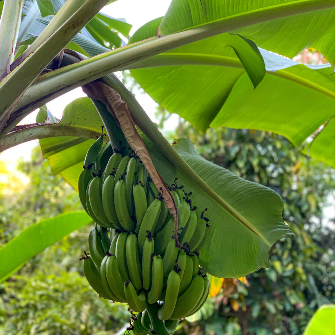 st lucia tropical fruits st lucia tropical fruits
