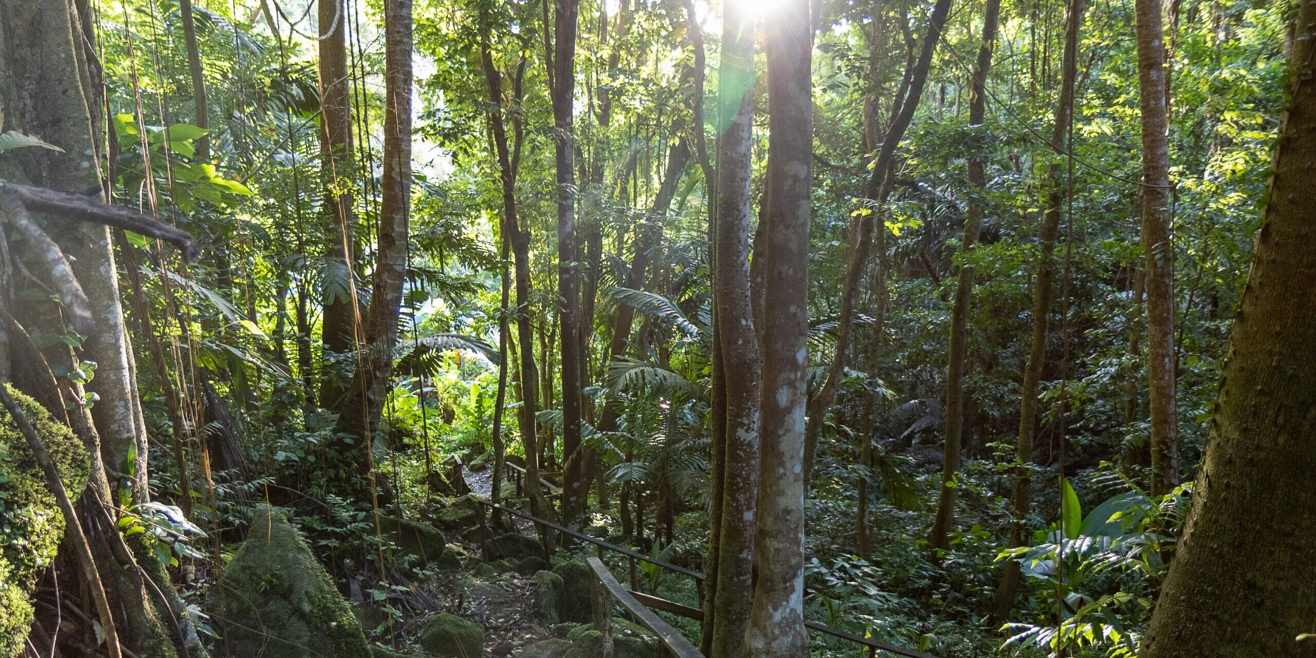 Nature trail st lucia