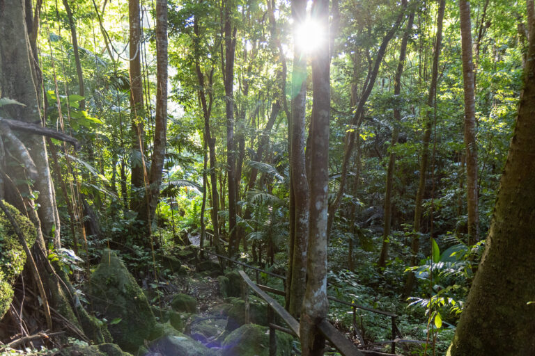 Nature trail st lucia