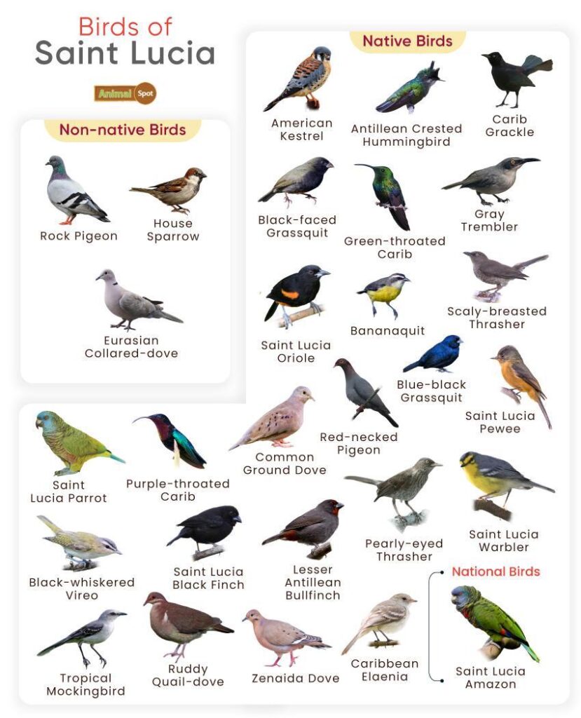 birds of St. Lucia