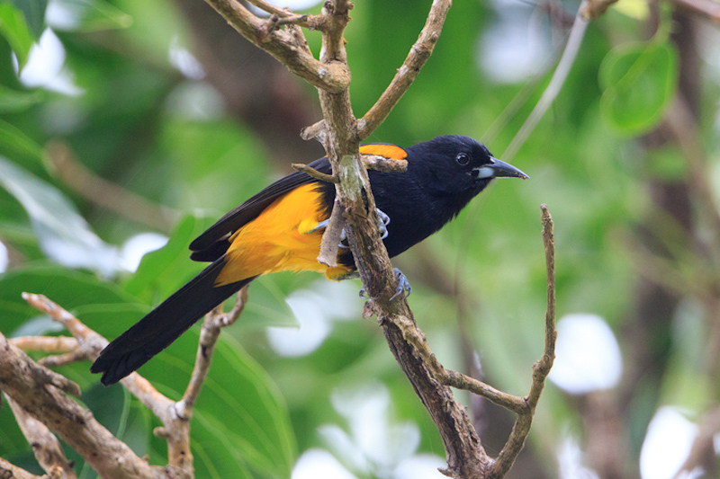 St Lucia Oriole