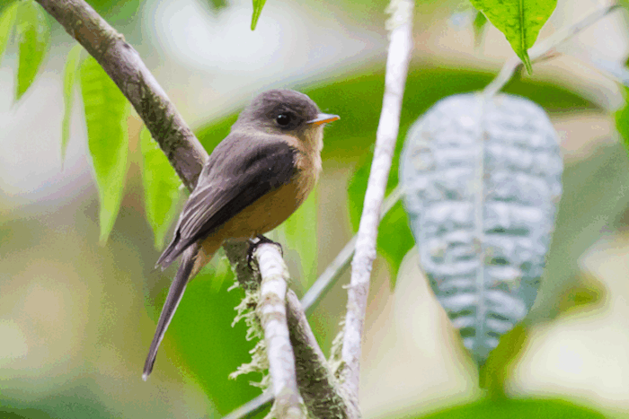 st lucia pee wee st lucia pee wee