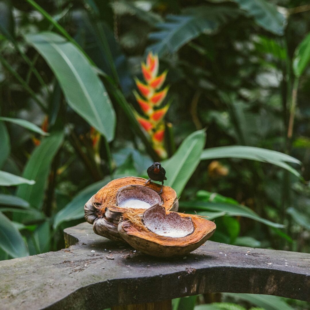 saint lucia eco resort saint lucia eco resort