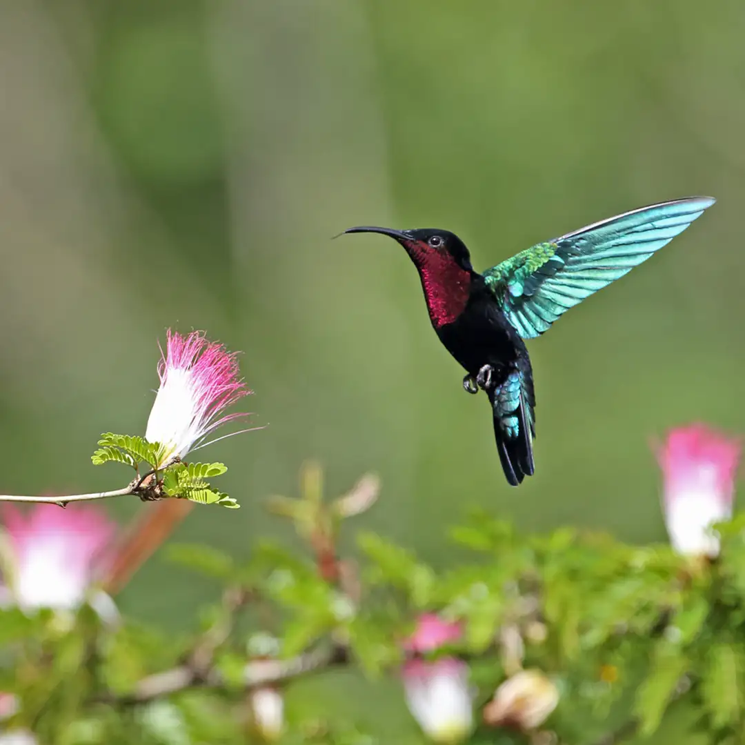 ActivitiesBirdWatching_Circle_1080x1080