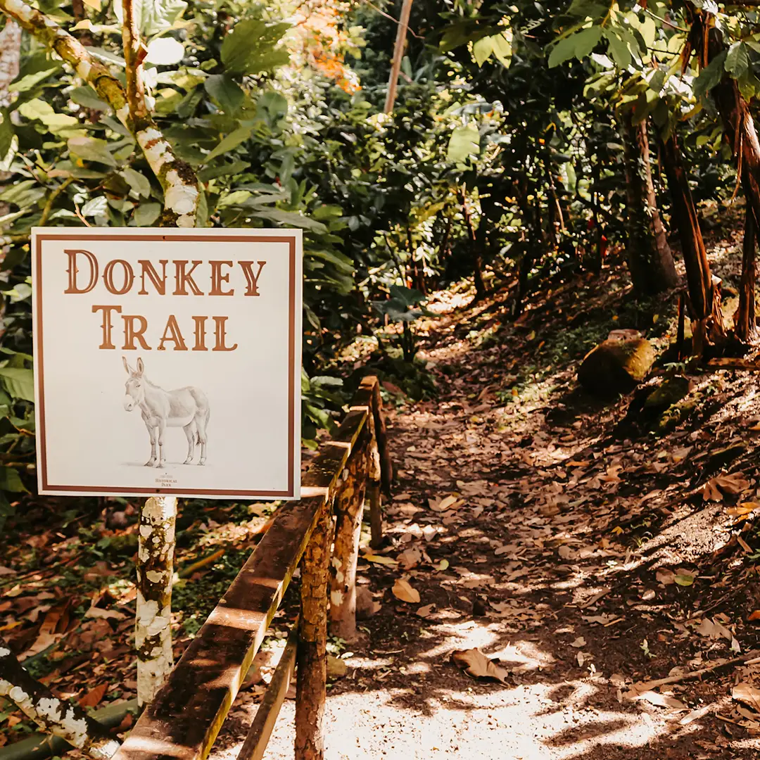 BattleRabot_Square_1080x1080