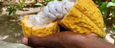 ChocolateGallery_Slide4_1620x1080