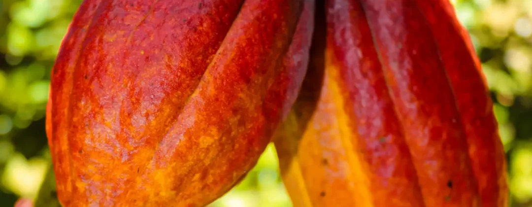 ChocolateGallery_Slide5_1620x1080