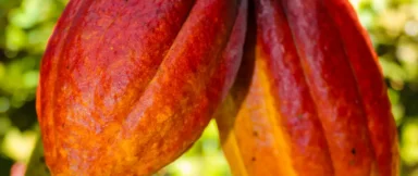 ChocolateGallery_Slide5_1620x1080