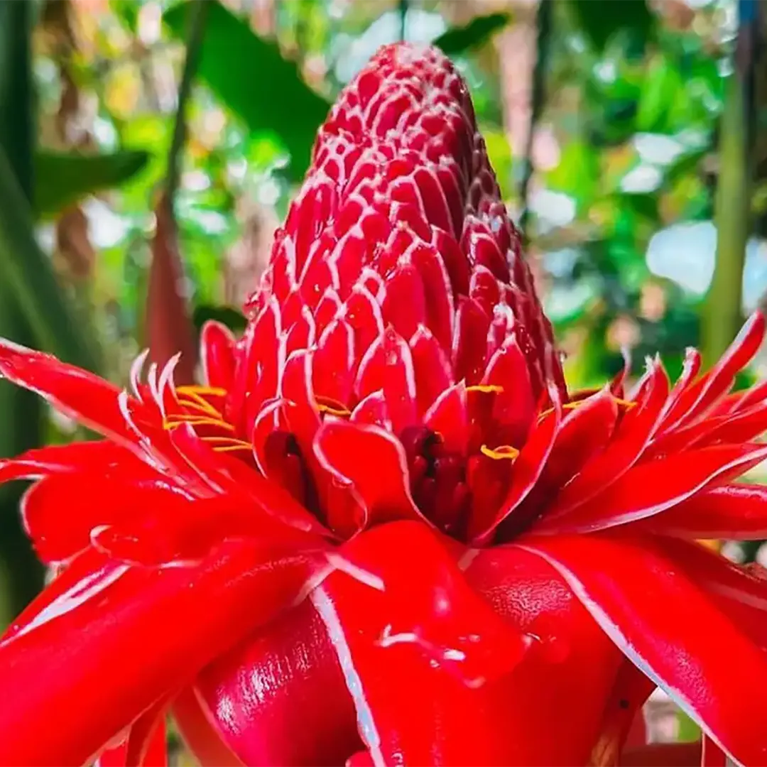 DiamondBotanical_Circle_1080x10802