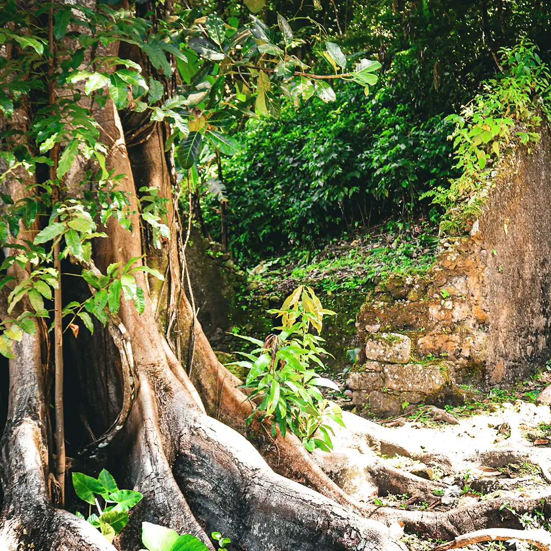 HallowedGrounds_Square_1080x1080