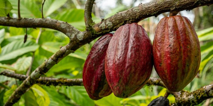 Cacao Beans