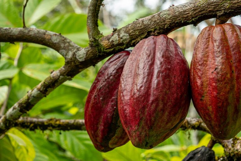 Cacao Beans